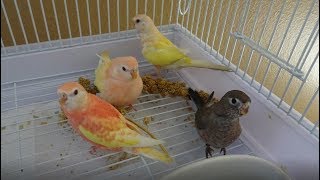 Bird Focus  Bourkes Parakeet  Diet Breeding and Colours [upl. by Norbert]