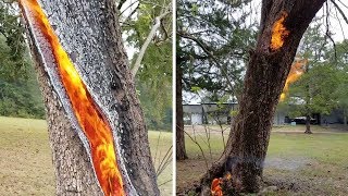 Tree Struck By Lightning Burns Inside Out [upl. by Yahsat]