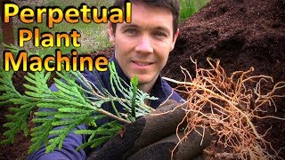 The Next Round of Green Giant Arborvitae Cuttings  Rooting and Potting them Up [upl. by Renraw]