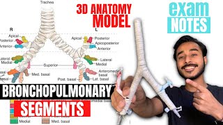 bronchopulmonary segments anatomy 3d  bronchial tree anatomy  anatomy of bronchopulmonary segments [upl. by Weisbart]