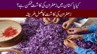 Saffron Farming in Pakistan  How to Grow Saffron Red Gold [upl. by Christin57]