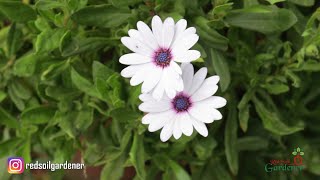 African Daisies  Propagation [upl. by Huff]