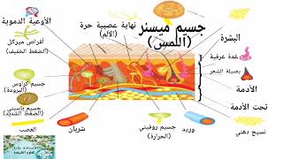 المستقبلات الحسية في الجلد 4 متوسط [upl. by Errecart]