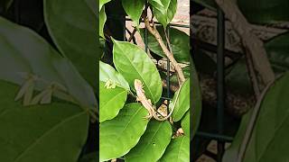 Calotes versicolor gardenlizard nature shorts gardenscapes lizard shortsviral viralshorts [upl. by Kain887]