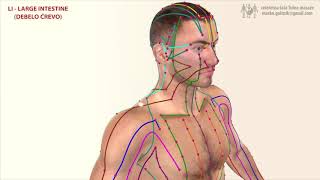 Meridiano Intestino Grosso LI LARGE INTESTINE MERIDIAN [upl. by Gellman12]
