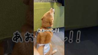 飼い主と柴犬のウレションの戦い柴犬 shiba shorts リンパン [upl. by Ryan]