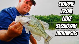 CRAPPIE FROM LAKE SEQUOYAH ARKANSAS Lakes for crappie fishing [upl. by Reidid]