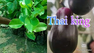 Thai King Jamun plant available hai call 8016034336 [upl. by Anilas504]