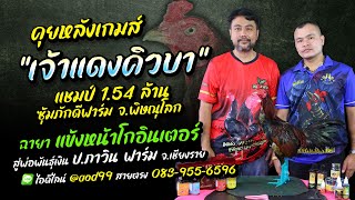 คุยหลังเกมส์ “เจ้าแดงคิวบา” ซุ้ม ภักดีฟาร์ม พิษณุโลก สู่ ปภาวิน ฟาร์ม เชียงราย 0839556596 [upl. by Ellatsirhc]