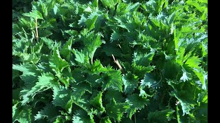 Stinging Nettle  Uses and Benefits [upl. by Eronaele916]