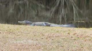 Revisiting Magnolia Springs State Park Georgia [upl. by Caundra662]