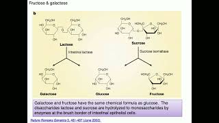 Medical Biochemistry Fructose Galactose and Pentose Phosphate Pathway 1 SKILDUM [upl. by Liggett352]