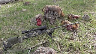 7mm Remington Magnum 100 grain Sierra Varminters vs Rock Chucks  Rock Chuck Hunting [upl. by Zales]