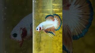 Blue Rim Flamingo HMPK Pura Calidad 💪🙏🧬 beautiful fish betta animals fish fishing best [upl. by Nahraf]