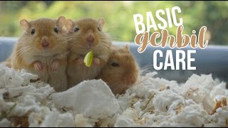 Basic Gerbil Care [upl. by Alaj]