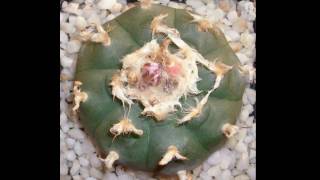 Lophophora williamsii Peyote Peyotl [upl. by Yraek783]