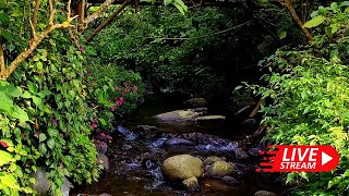 Beautiful Peaceful River Forest Sounds with Birds chirping for sleeping River Forest Sound Calm [upl. by Dene]