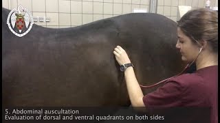 Physical examination of the horse [upl. by Bohannon887]