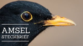 Amsel  Steckbrief Aussehen Nahrung Verbreitung und mehr [upl. by Renrut]