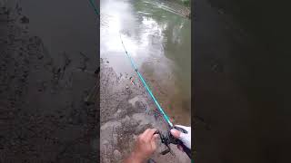 Excelente Captura costarica fishing pesca machaca pescaydevolucion casting tendencias fish [upl. by Aneehsal]