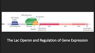 Regulation of Gene Expression  Lac Operon [upl. by Alleiram]