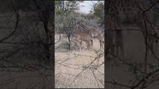 wildlifekrugernationalparkgiraffeseatingshortsvideoviralsouthafrica [upl. by Rogovy]