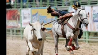 EL TORITO PINTO Folclor Llanero Colombiano [upl. by Linzy132]