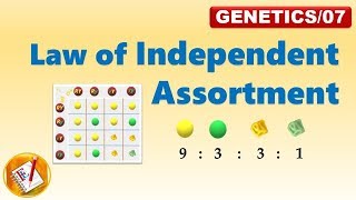 Law of Independent Assortment Mendels Second Law FLGenetics07 [upl. by Idolah]