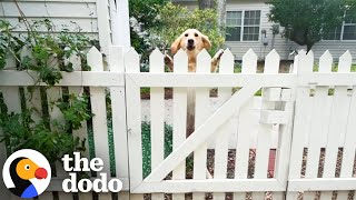 Dog Falls In Love With New Neighbors Puppy  The Dodo [upl. by Gratt]