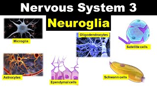 Nervous system 3  Neuroglia  Glial cells  Astrocytes  Oligodendrocytes  Microglia  Ependyma [upl. by Alburg]