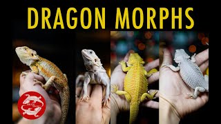 Bearded Dragon Morphs and How to Identify Yours [upl. by Yraillih]