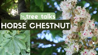 Horse Chestnut Tree  Identification amp Facts [upl. by Anivel442]