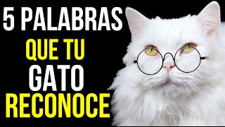 5 PALABRAS que tu gato REALMENTE ENTIENDE respaldadas por la CIENCIA [upl. by Adlih]