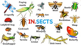 Insects Vocabulary and Pronunciation [upl. by Hutchinson562]