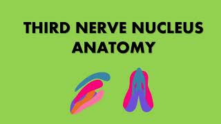 THIRD NERVE NUCLEUS ANATOMY [upl. by Notsirk]