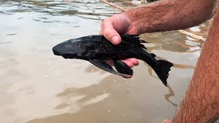 Common Plecos in the wild Peru Collecting [upl. by Jenica602]