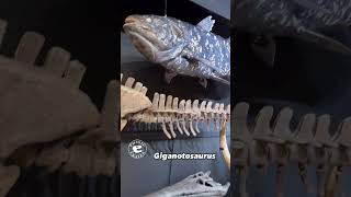 The Not So Giant Giganotosaurus on Display at the Hand of Man Museum [upl. by Anabal89]