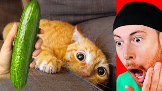 Cats Reacting to Cucumbers Montage [upl. by Faxon995]