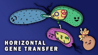 CONJUGATION TRANSFORMATION TRANSDUCTION HORIZONTAL GENE TRANSFER [upl. by Iver]