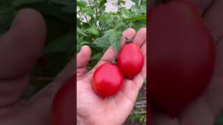 quotDebunking Myths Selective Breeding vs GMOs in Vegetable Creationquot [upl. by Yddub]