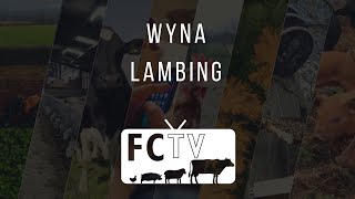 FCTV  Wyna  Lambing [upl. by Ynohtnael]