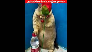 😂🐕🐈ஹோ இதா மேஜிக் ஆ😂🐕🐈comedyvideosviral trending funnyanimal videos [upl. by Whalen43]