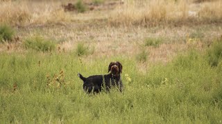 DEUTSCH DRAHTHAAR quail hunting 20242025 [upl. by Girhiny]