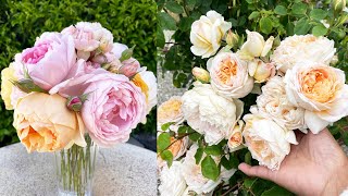 Top 10 Most Beautiful David Austin Roses from my Garden for Spring 2022 🌹 [upl. by Ardnasxela32]