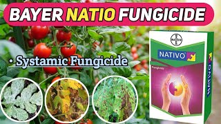 BAYER NATIO FUNGICIDE  natio fungicide  bayer natio [upl. by Ennaharas352]