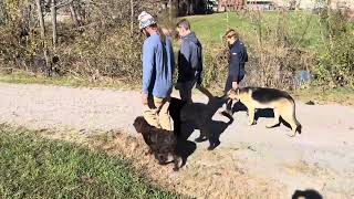 Beyond Sit And Stay Off leash training  Luna  Boykin Spaniel [upl. by Saidnac]