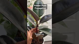 Rubber Plant propagation 🪴  How to Propagate a Rubber Plant 🌱 [upl. by Hgiel]