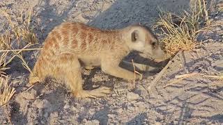 Meerkat Frenzy [upl. by Yessydo]