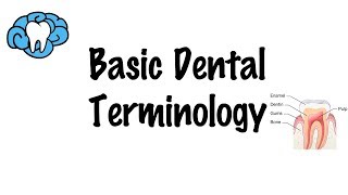 Basic Dental Terminology [upl. by Sherburn]