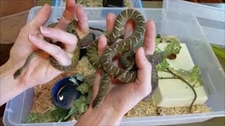 How to Care for EggEating Snakes [upl. by Akalam882]